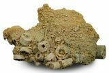 Mississippian Fossil Crinoid Stem Cluster - Kentucky #358731-1